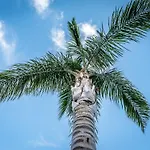 Azaitu